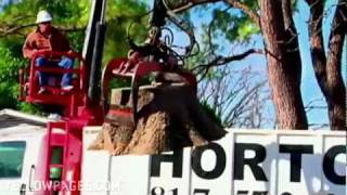 Horton Tree Service Certified Arborists in Worth
