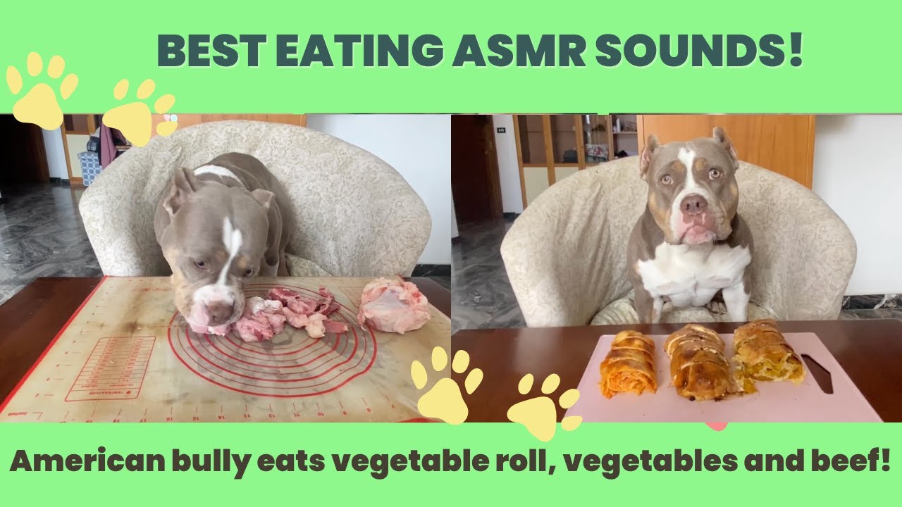 BEST ASMR VIDEO! American Bully eats vegetable roll, vegetables and