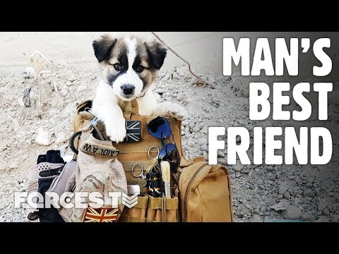 Video: Britse veteraan en de hond die hij in Syrië heeft gered, herenigen na 7 maanden apart