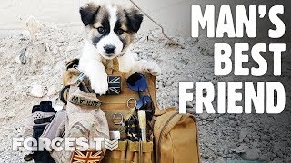 Meet Barrie: The Dog Saved From Syrian Rubble By A Former British Soldier | Forces TV