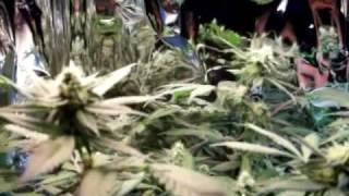 Grow Closet #24