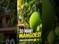 Free Mangoes in My Backyard? 🥭🤯