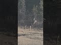 #deer#attraction#backcountry