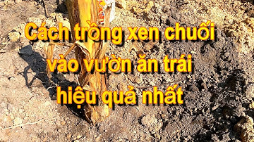 Cách trồng xen chuối trong vườn cây ăn trái|  Có chuối cho chồn ăn, vừa có phân hữu cơ quá tuyệt vời