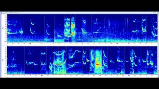 Humpback whale squeaks and chirps | Making Africa Heard Sound Library