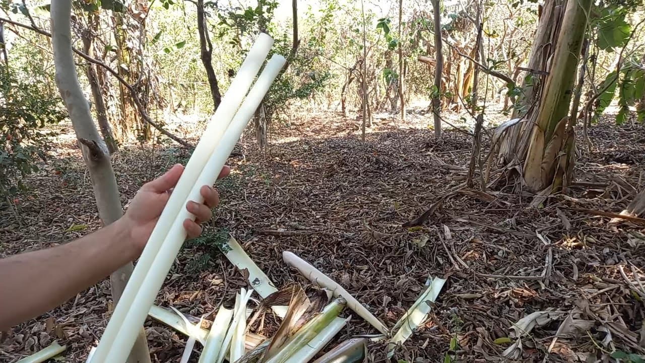 Como Extrair E Preparar O Palmito Da Bananeira YouTube como-extrair-e-preparar-o-palmito-da-bananeira-youtube
