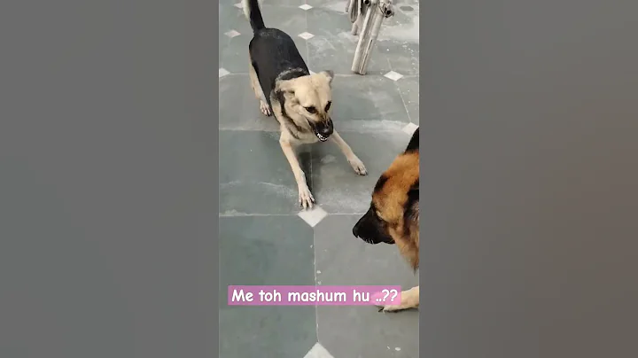 Video 6991321: cat dog lovers, cat lovers funny