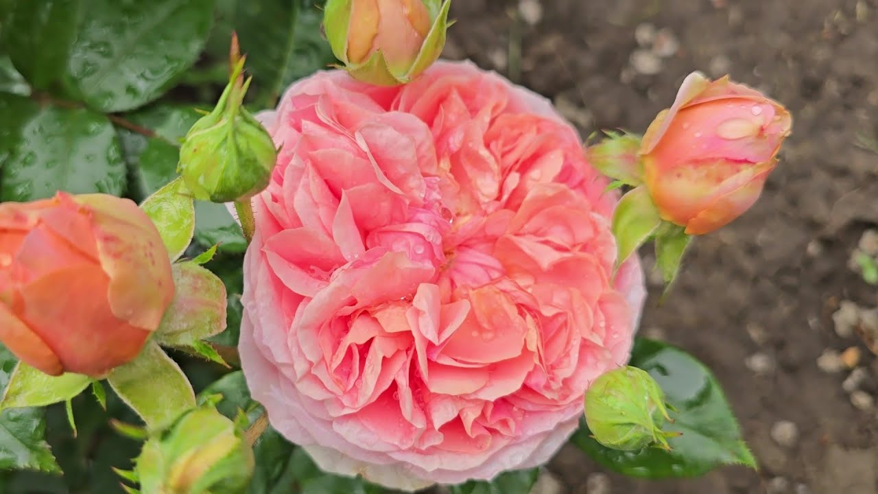 Троянди, початок першої хвилі. Троянди з назвами. 25.05.2025