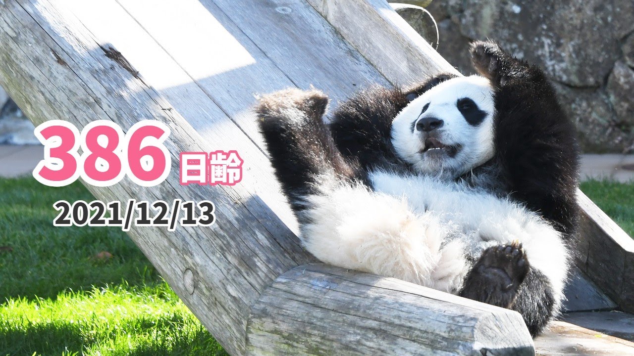 ジャイアントパンダ（楓浜）】掃除の時間は大忙し！（386日齢） - YouTube