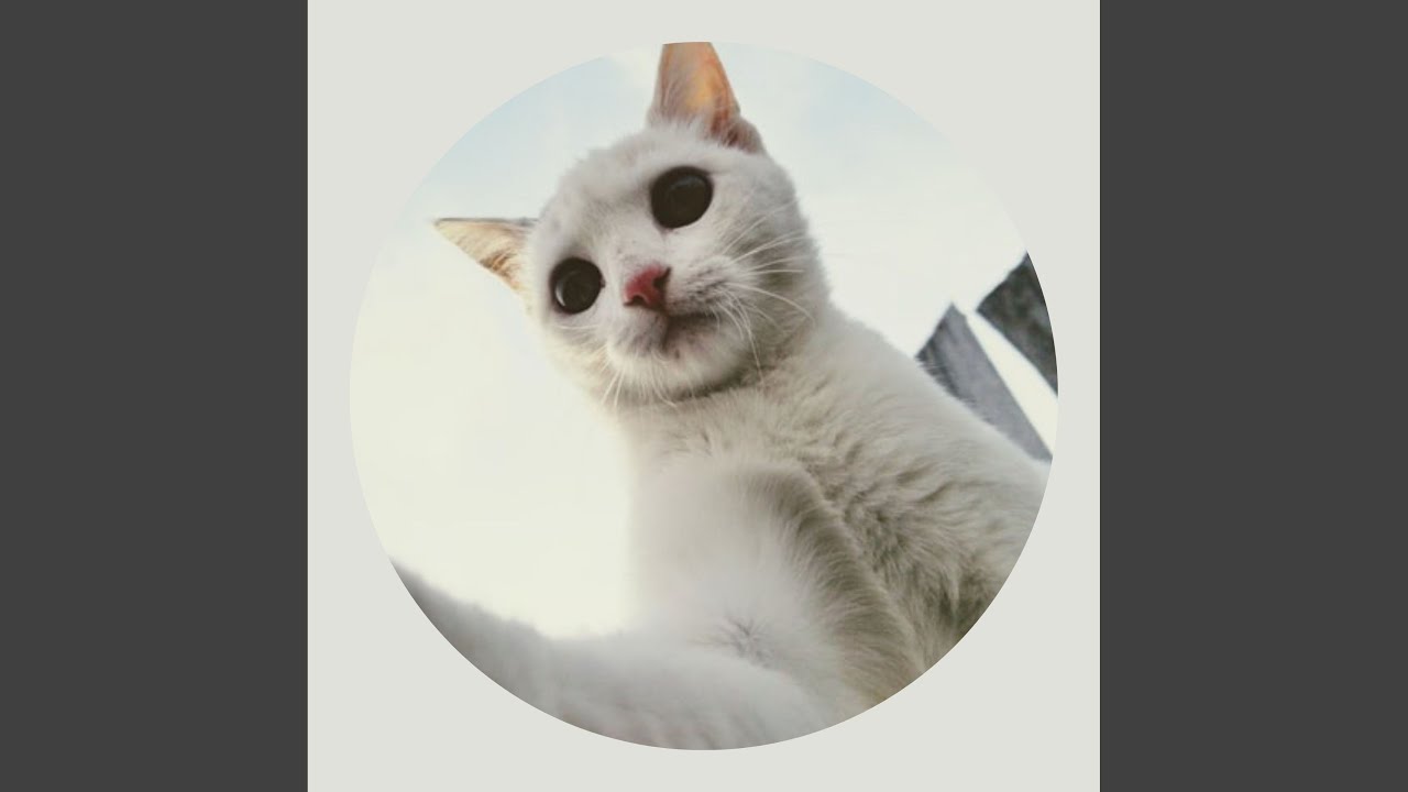 Refined Soothing Cats