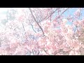 [MV]opテーマ曲『sakura-2020ver-』🌸✨/春・桜の季節/オリジナル曲 ニューエイジnew age