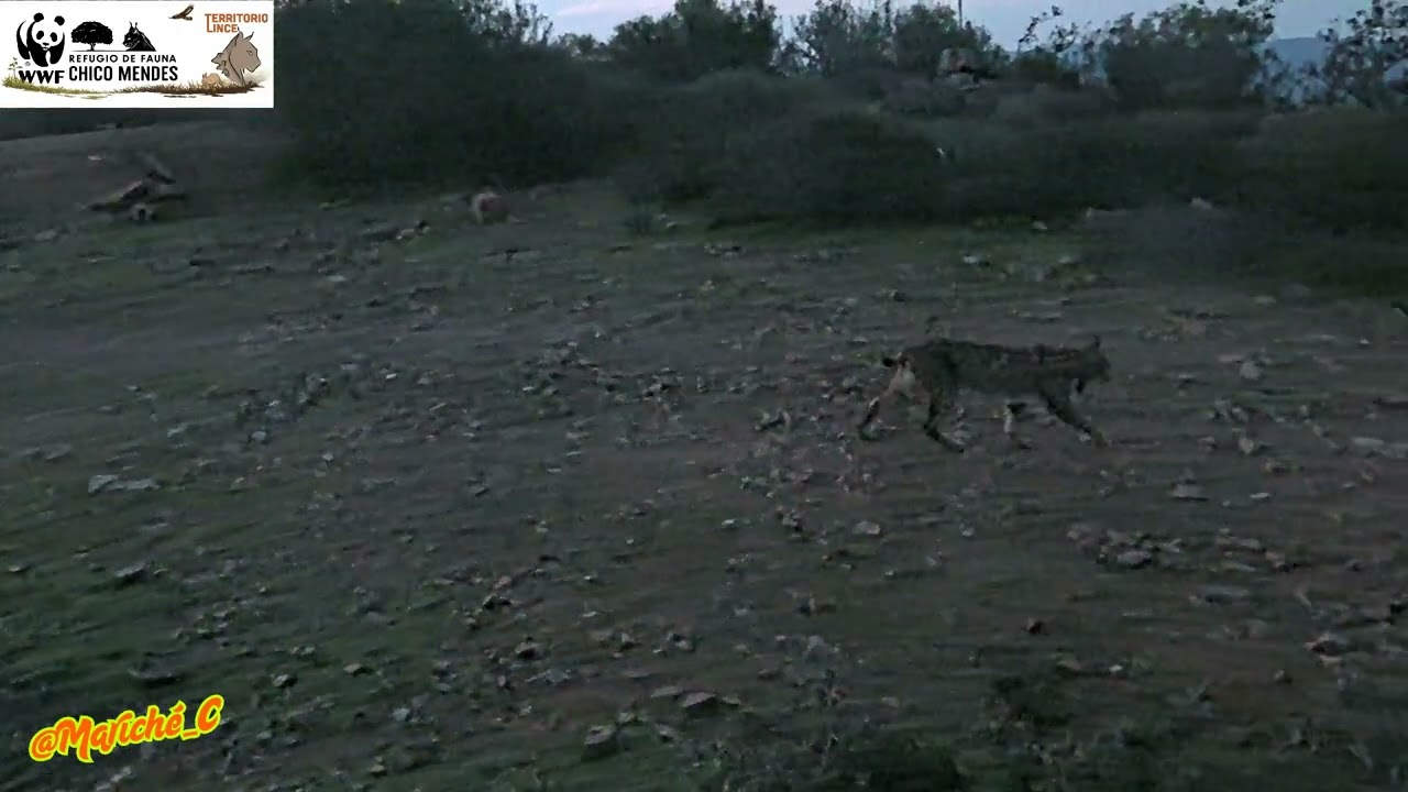 De paseo corto al amanecer (Lince) - 24-03-26