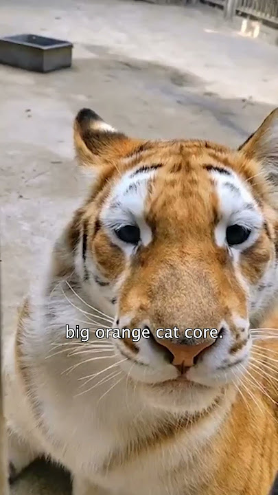 tiger core #tiger #tigers #funnycats #funnyanimals #petvideos #cat