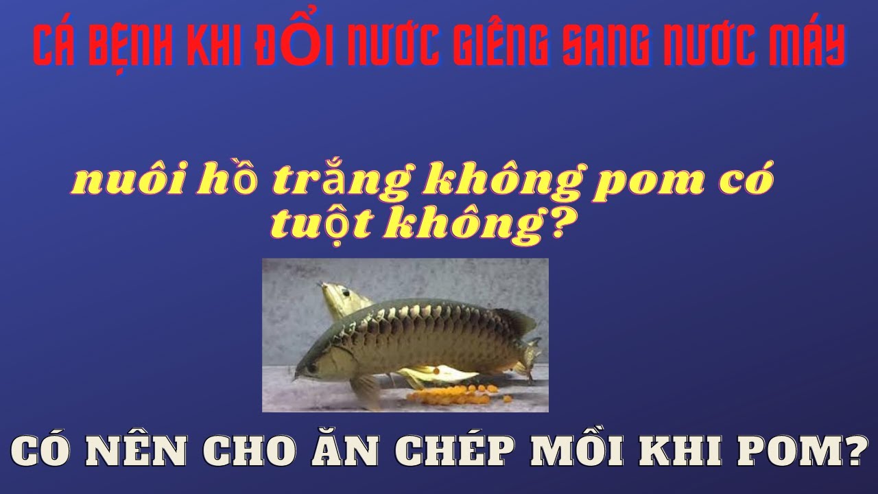 NUÔI CÁ RỒNG HỒ 4 MẶT TRẮNG THÌ CÓ TUỘT KHÔNG? - youtube