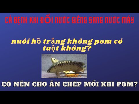 Video NUÔI CÁ RỒNG HỒ 4 MẶT TRẮNG THÌ CÓ TUỘT KHÔNG? - youtube