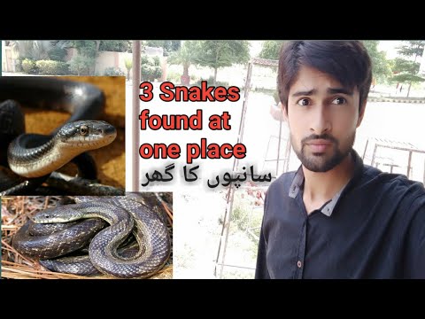Snake Multan Three Snakes found at one place in multan under construction area - YouTube