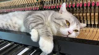 Meow are the world - Michael Jackson - Piano meowssage by Haburu 15,622 views 3 months ago 4 minutes, 12 seconds