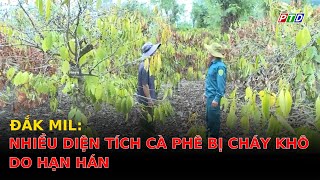 Đắk Mil: Nhiều diện tích cà phê bị cháy khô do hạn hán