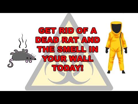 How to get rid of dead rat smell in the wall