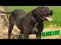 Bully dog black list  famous bully dog  champion bully  sial daily vlog