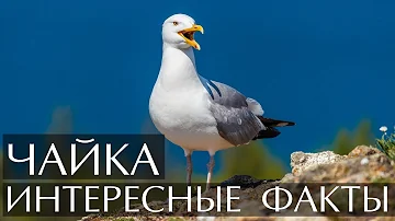 Как гнездятся чайки