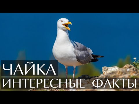 Видео: Разница между альбатросом и чайкой