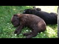 Just a curly coated retriever (The Peppa litter) の動画、YouTube動画。