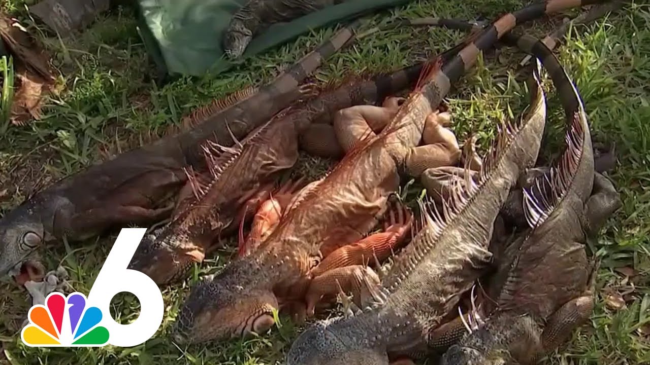 Tons of frozen iguanas captured, but it's no help to overall population