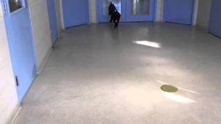 Black A 6 Month Old Pit Bull Terrier Mix Available For Adoption At The Wisconsin Humane Society