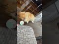 え、犬だよね?? #ポメラニアン #にににこーちゃん #いちばんかわいい #わんわんパンパンポメラニアン