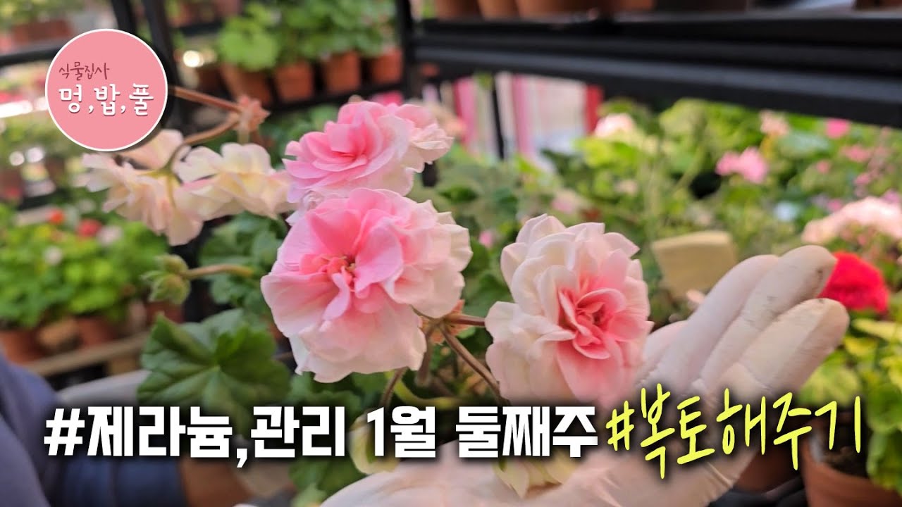 제라늄,1월 둘째주 #제라늄관리  #제라늄식집사 #브이로그 #제라늄복토