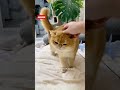 Cute Cat Video Short #FunnyCats#CuteCats#CatVideos#ViralCats#CatShorts