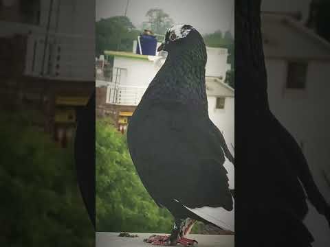 Pigeon 🕊️🕊️🕊️🕊️🕊️