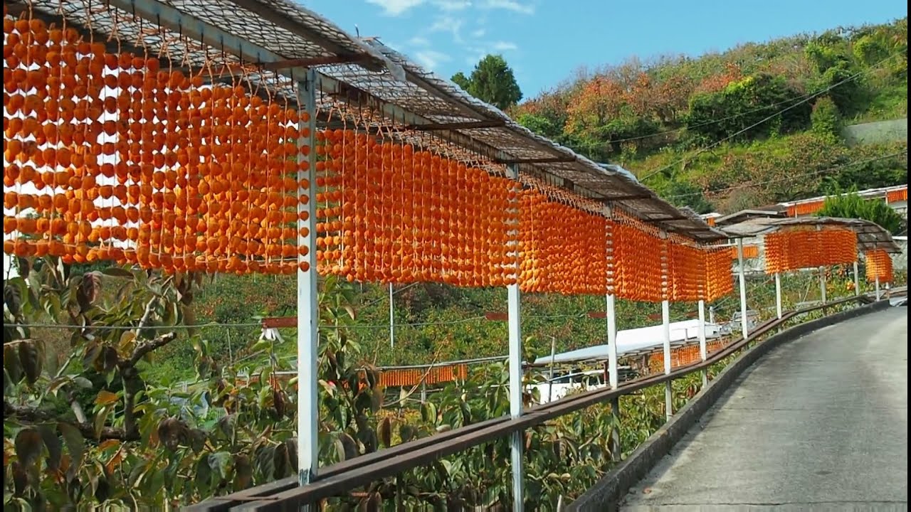 串柿を干す和歌山県四郷集落【四郷の串柿・田舎散歩】(和歌山県