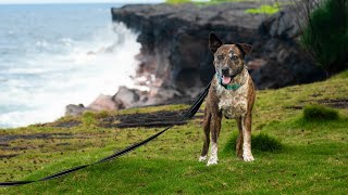Chucks Story Aloha Ilio Rescue