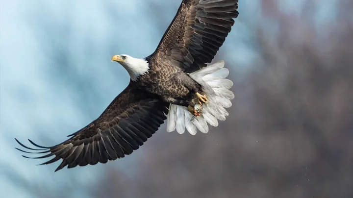 Wildlife By Jane Goble