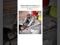 please help the animals🙏#animals #respect #viral #video #viralvideo #viralshorts #viraltrend #reels