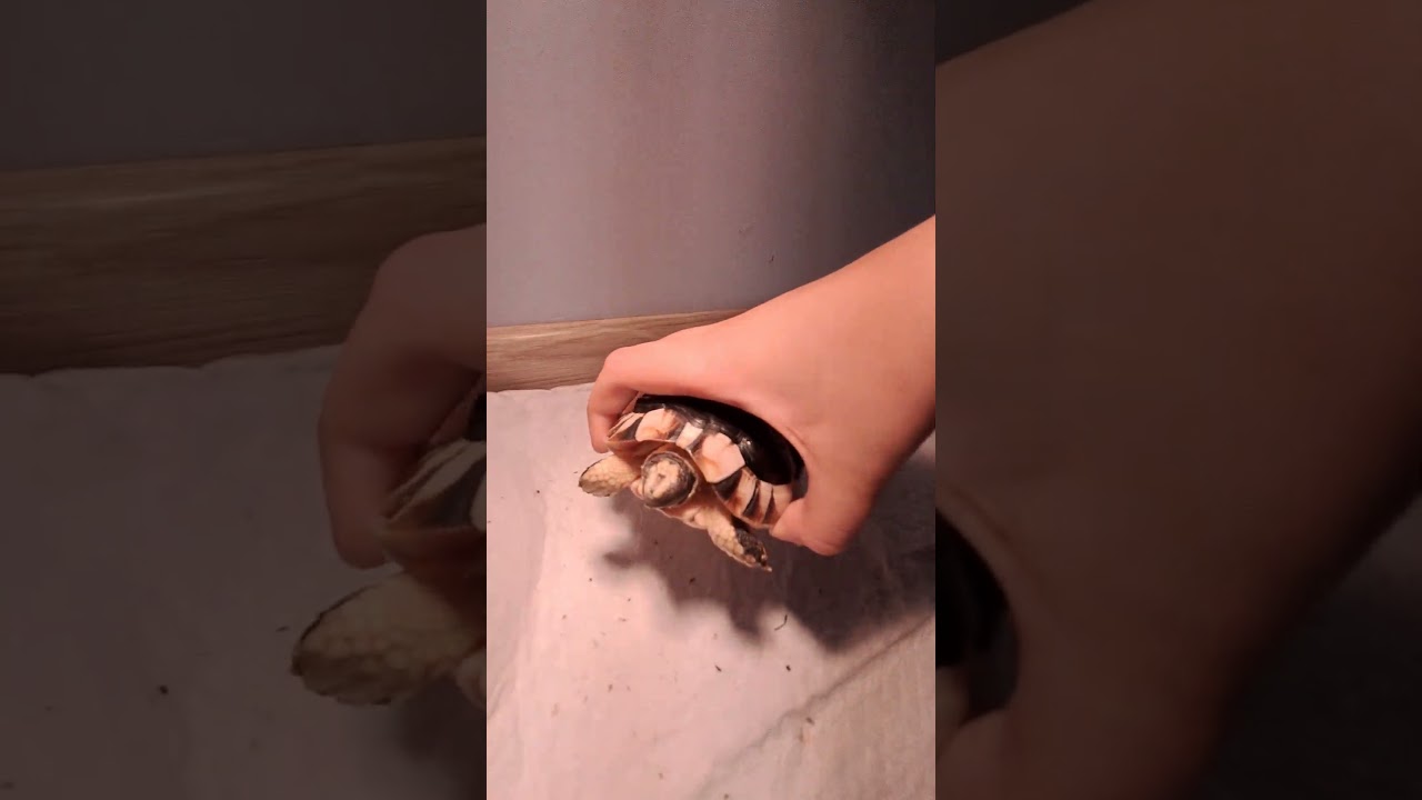 my land turtle is soooooo cute 😍