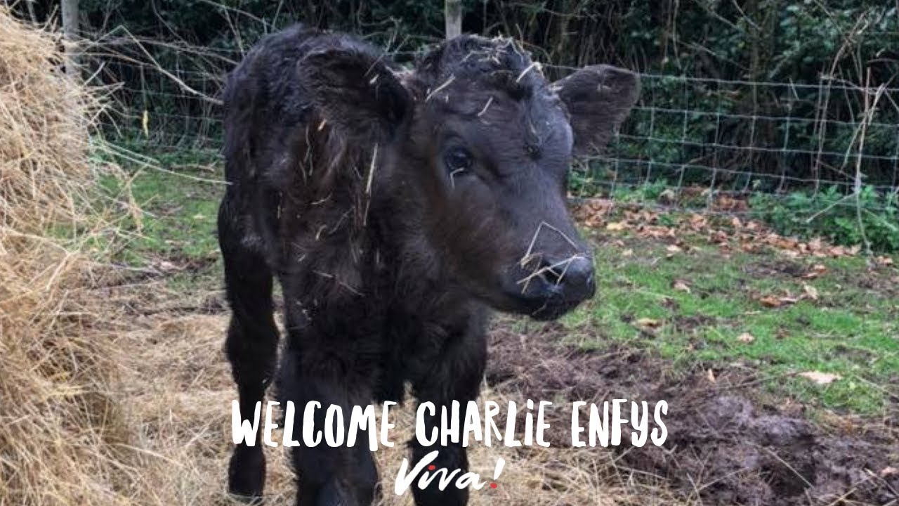 Rescued Dairy Cow Louise Gives Birth to Charlie Enfys - YouTube