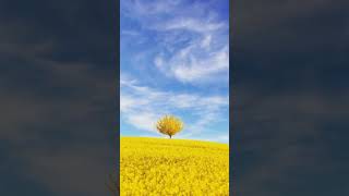 Beautiful landscape fields and clouds - Animated backgrounds wallpaper for Pc & Mobiles 1080p hd Beautiful landscape fields and clouds - Animated backgrounds wallpaper for Pc & Mobiles 1080p hd