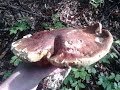 Wyprawa na grzyby 2016 (16) Trip on mushrooms. deszczowe grzyby