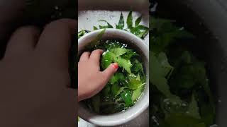 Neem Leaves #neem #neempack #nimpata #নিমপাতা #নিম #neemfacepack #neemfacewash #neemfacemask #leaf