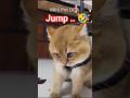 Funny Cat is Jumping to the bed 🤣 🛌 🐱 #cat #cute #trending #funny #fyp #memes #shortvideo #shorts
