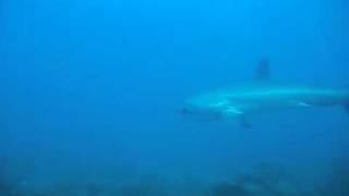 thresher shark-1.AVI