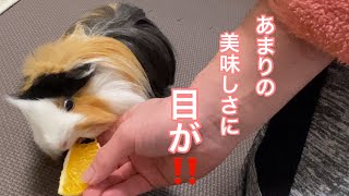 モルモット【目をむき出して食べるぷいぷい】Puipui opened she eyes wide and ate the mandarin orange.