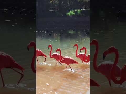 Video: Cum tăiați un flamingo roz?