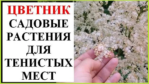 Что посадить в тени?