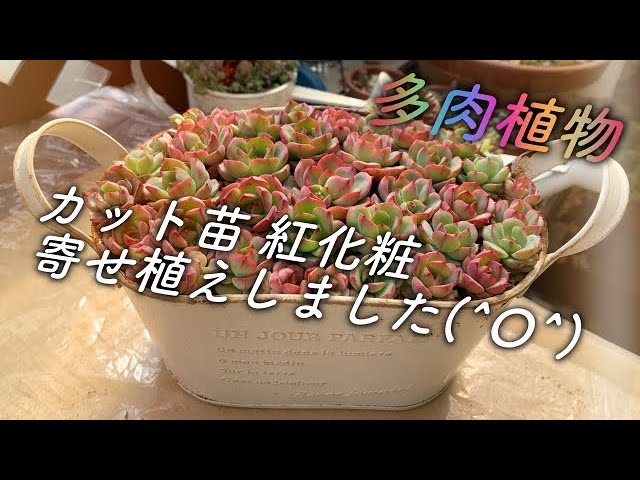 多肉】#05カットした紅化粧を寄せました。 - YouTube