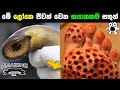 මේ ලෝකයේ ඉන්න භයානකම සතුන් ගැන ඔබ දන්නවද? | Most Dangerous Animals In The World Abirahas Gaweshanaya