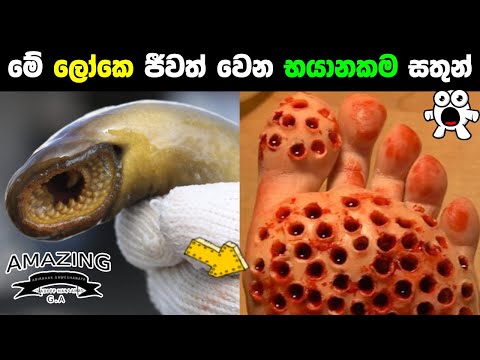 ම ල කය ඉන න භය නකම සත න ග න ඔබ දන නවද Most Dangerous Animals In The World Abirahas Gaweshanaya
